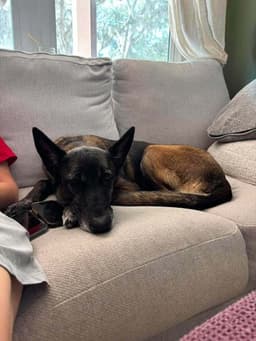 Ellie - Located In Florida image 2