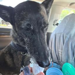 Ellie - Located In Florida image 3