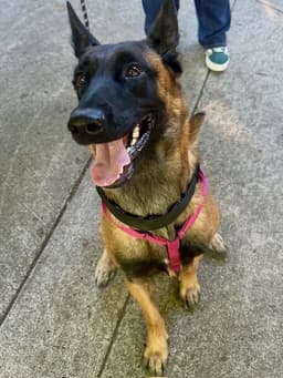 Astrid Located In Washington image 2