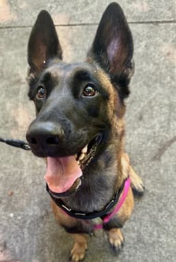 Astrid Located In Washington image 4