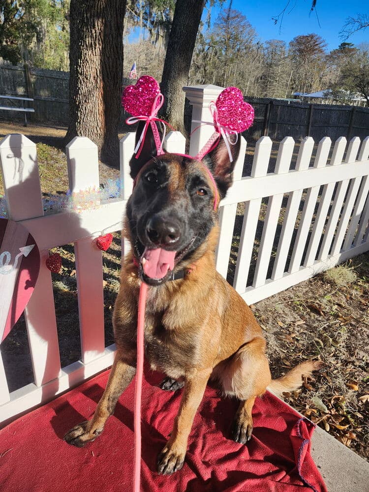 Moon - Located In Florida - Belgian Shepherd Malinois