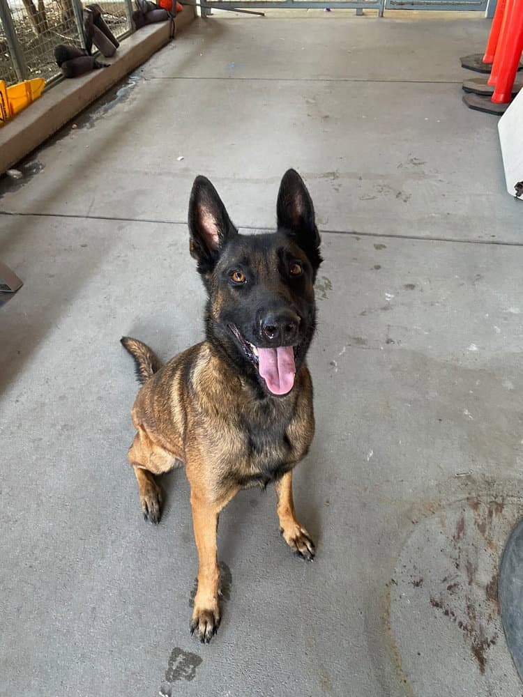 Gemma - Located In Utah - Belgian Shepherd Malinois