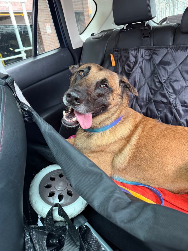 Fredo Located In Ny - Belgian Shepherd Malinois