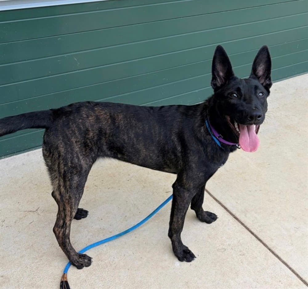 Calypso Located In Va - Dutch Shepherd