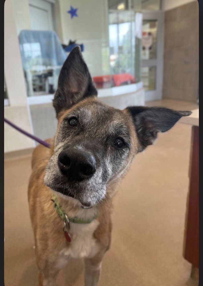 Nipsey - Belgian Shepherd Malinois