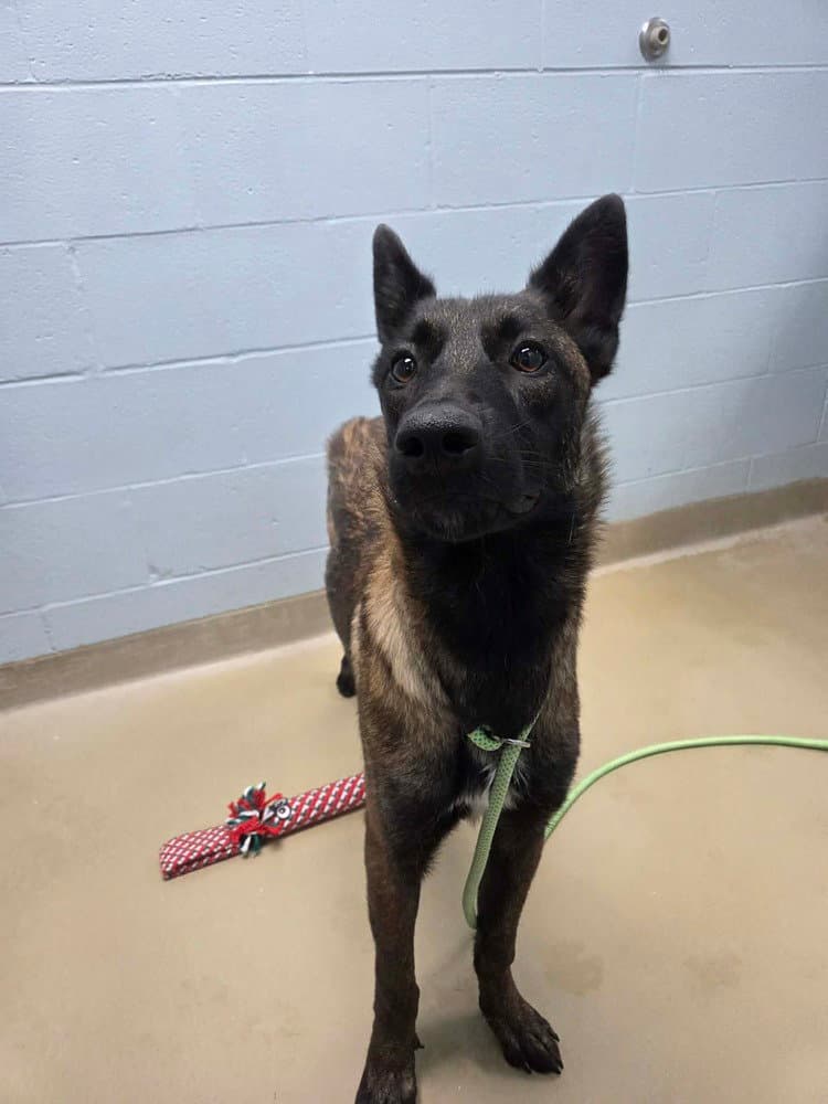 Tessie - Located In North Carolina - Belgian Shepherd Malinois