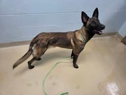 Tessie - Located In North Carolina image 2