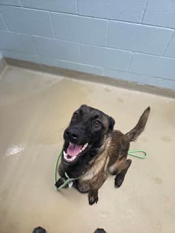 Tessie - Located In North Carolina image 3
