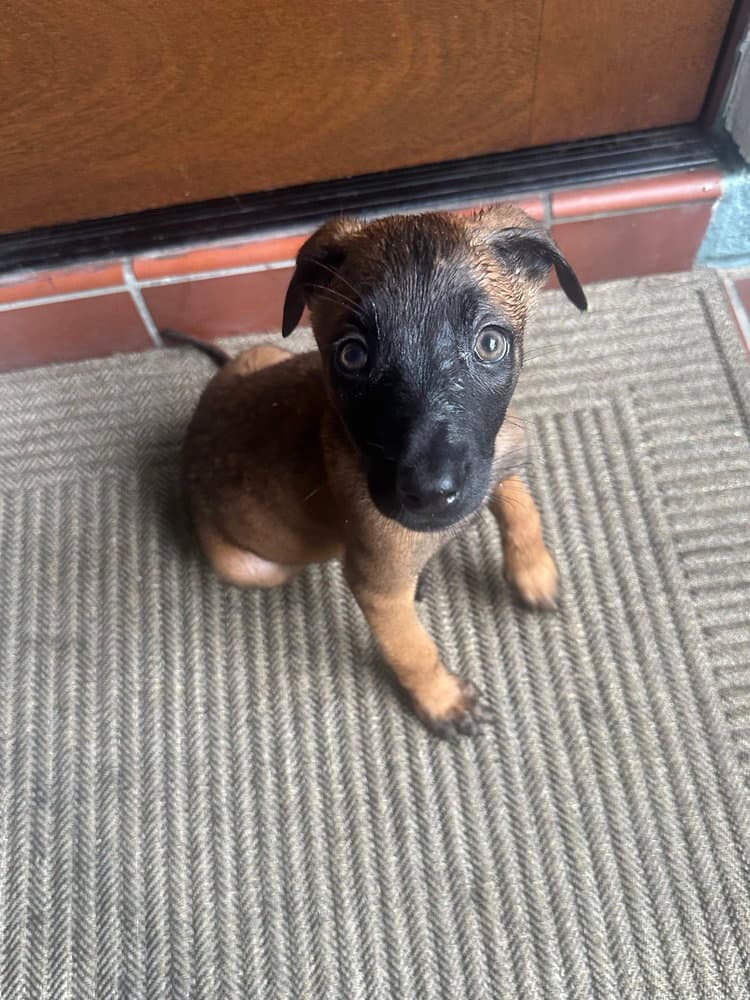 Fish Litter - Tetra - Located In Fl - Belgian Shepherd Malinois