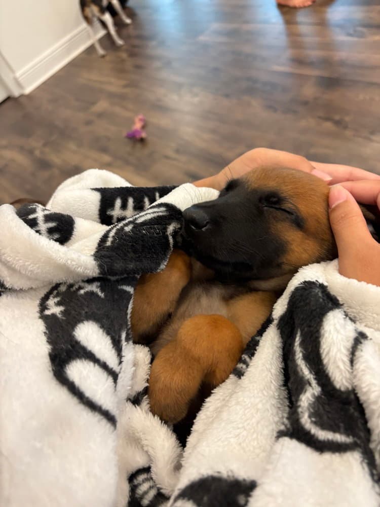 Fish Litter - Guppy - Located In Fl - Belgian Shepherd Malinois