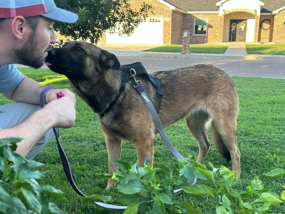 Mallory - Located In Nm - Belgian Shepherd Malinois