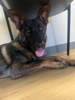 Zadie- Located In California image 1