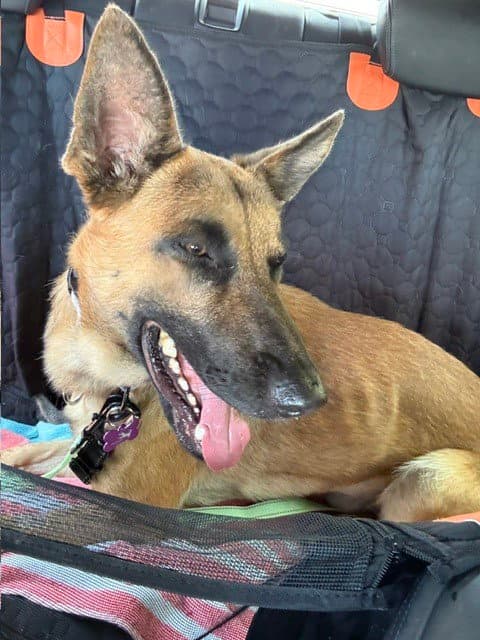 Duncan Located In California - Belgian Shepherd Malinois