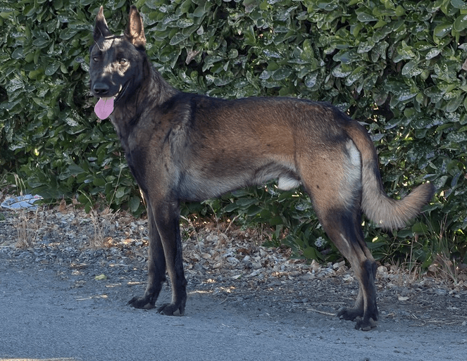 Graco- Located In California - Belgian Shepherd Malinois