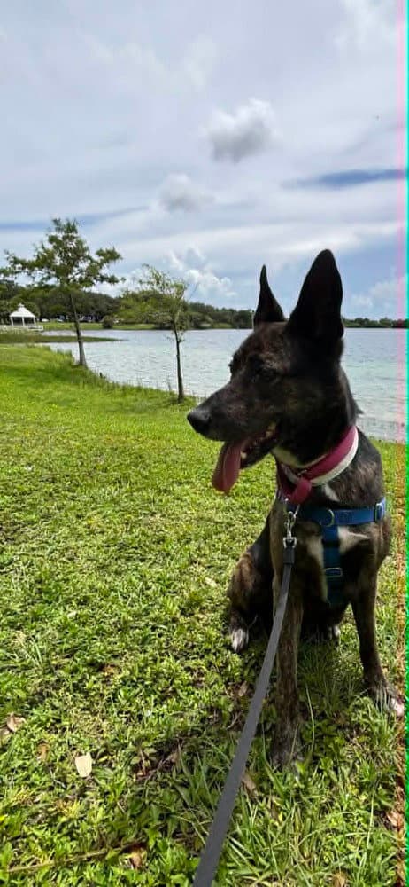 Maya - Located In Florida - Dutch Shepherd