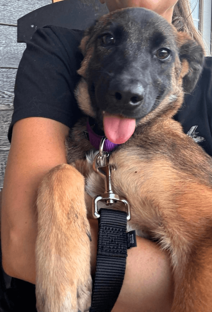 Nelly Fur-Tado - Located In Oklahoma - Belgian Shepherd Malinois