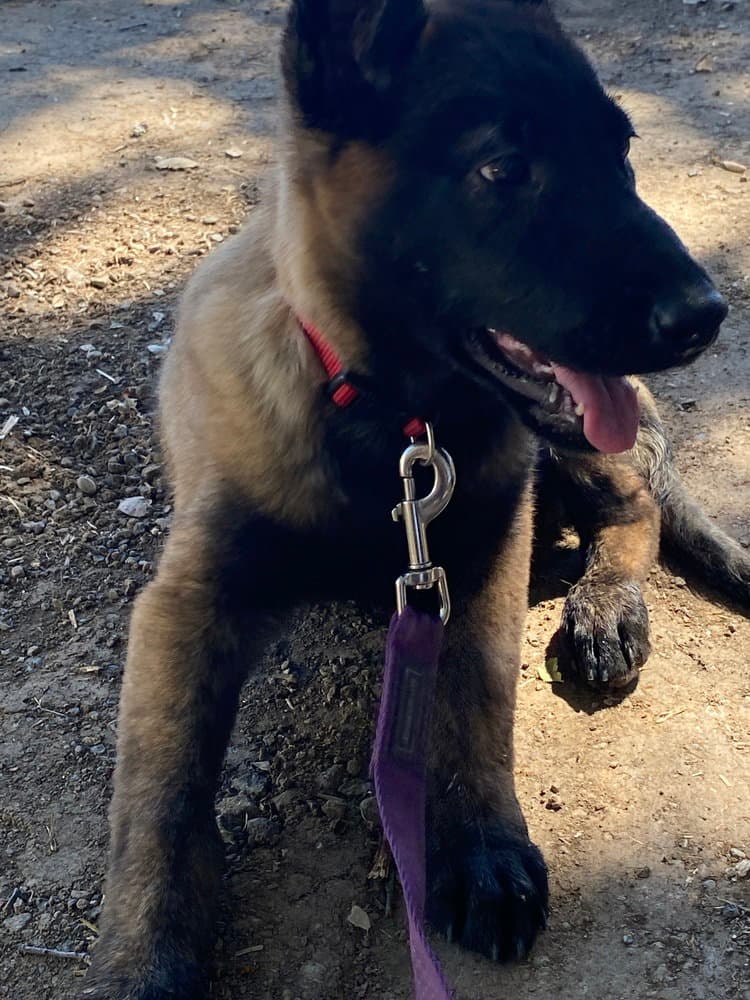 Zora- Located In Az - Belgian Shepherd Malinois
