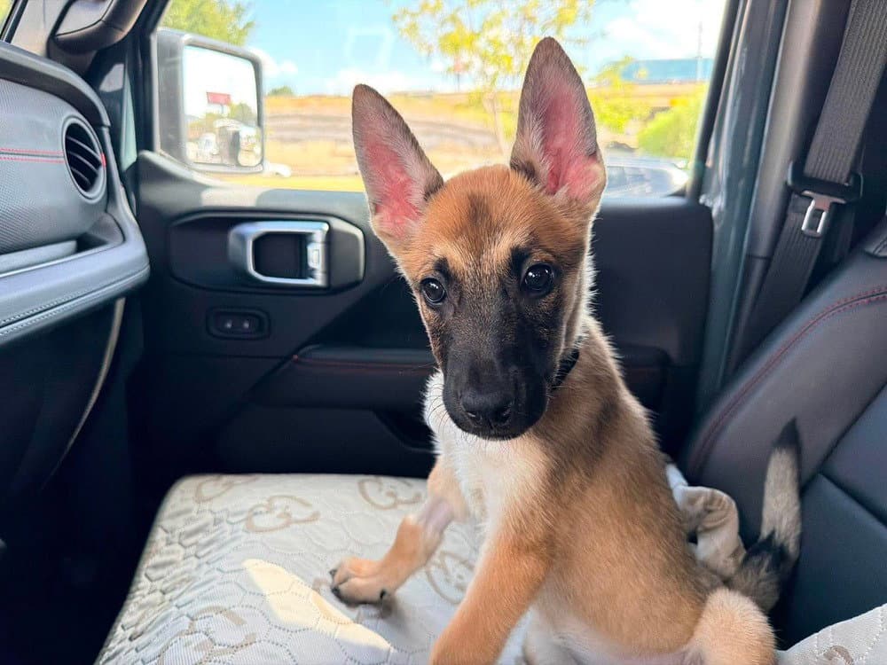 Wasabi- Located In Texas - Belgian Shepherd Malinois