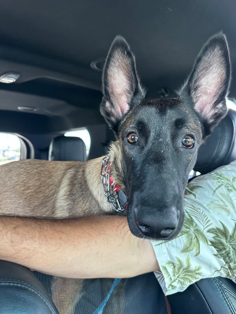 Dex - Located In Florida - Belgian Shepherd Malinois