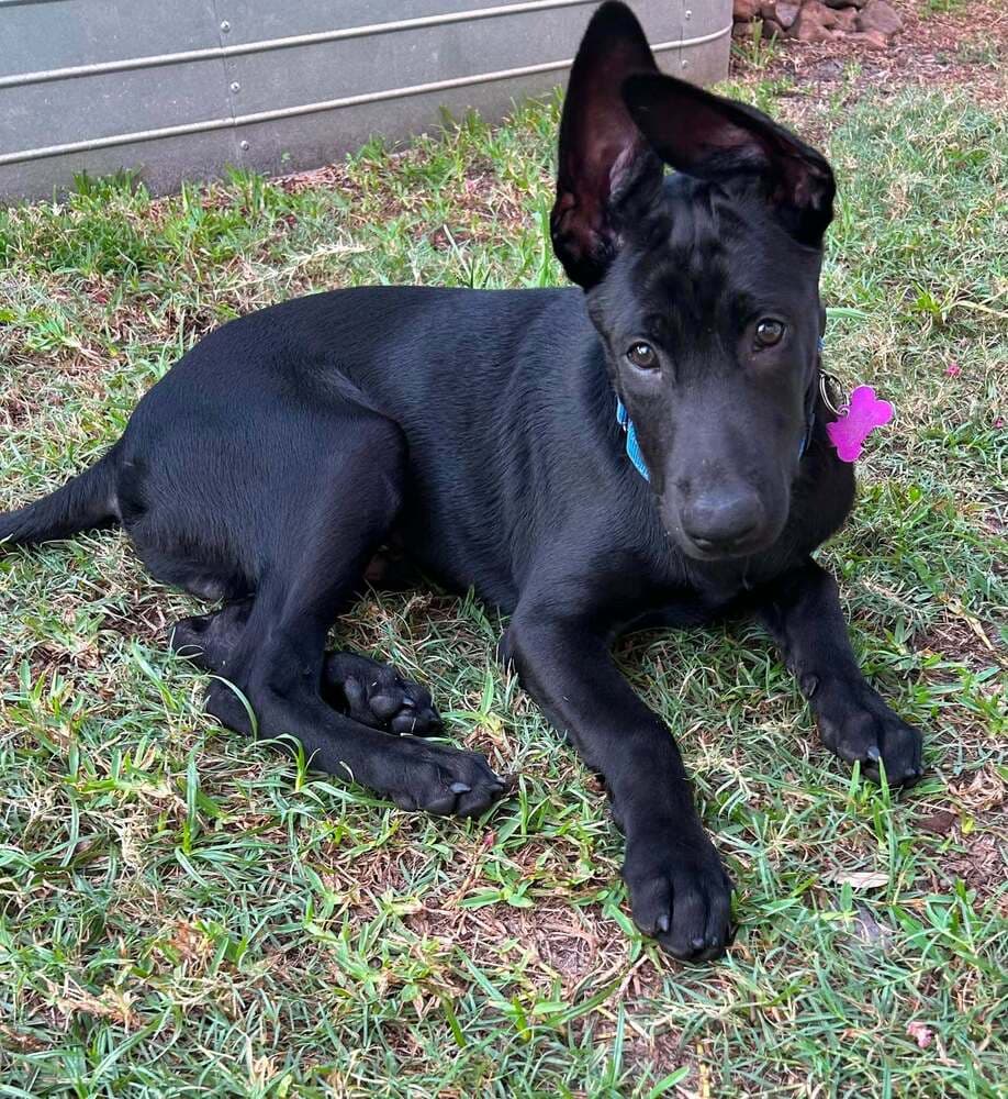 Texas Legends Litter- Stevie Ray - Located In Tx - Belgian Shepherd Malinois