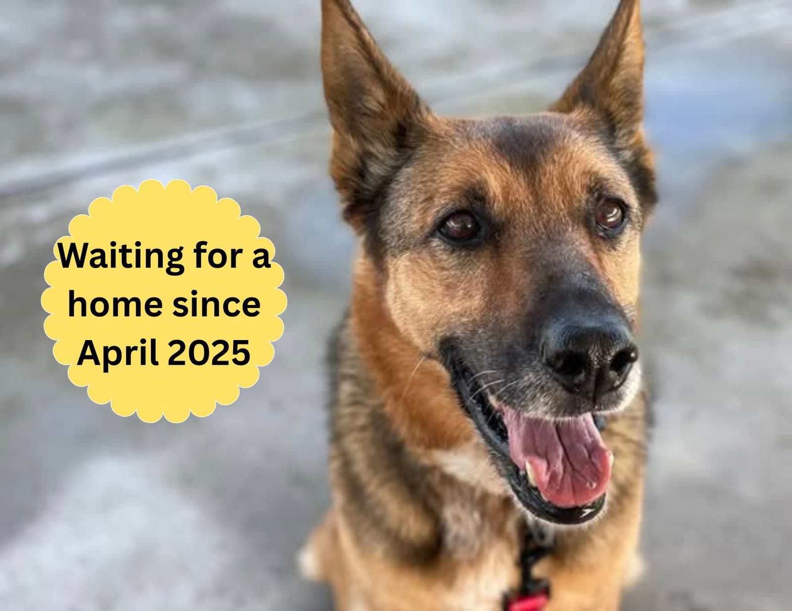 Maya - German Shepherd Dog