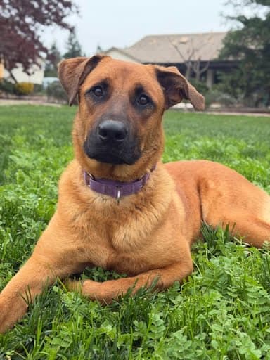 Adrian Pimento - German Shepherd Dog