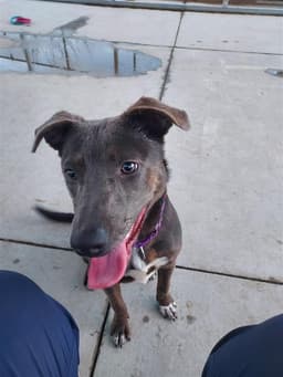 Lucy image 1