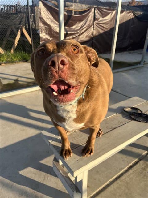 Kirby - Labrador Retriever