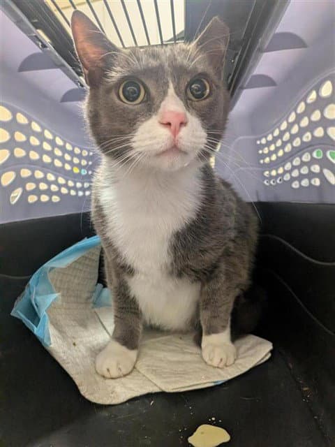 Scooby - Domestic Short Hair