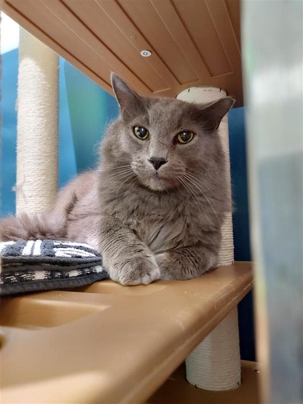 Shaggy - Domestic Short Hair