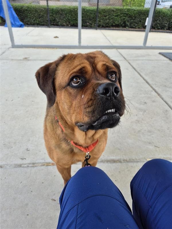 Rocky - Cane Corso Mastiff