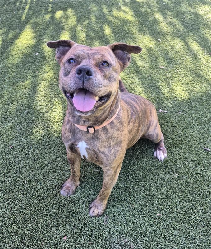 Spudnik - American Staffordshire Terrier