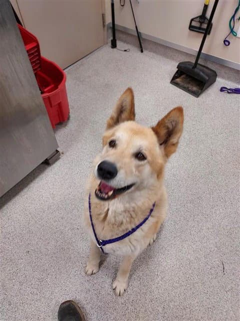 Chewie - Akita