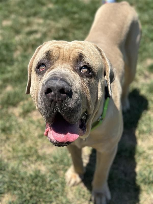 Beauregard - Mastiff