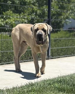 Beauregard image 2