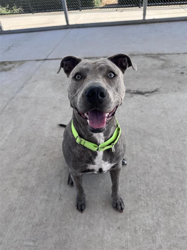 Lavender - Pit Bull Terrier