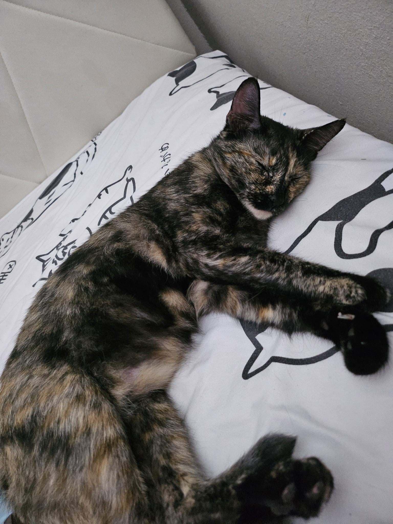 Coconut - Tortoiseshell