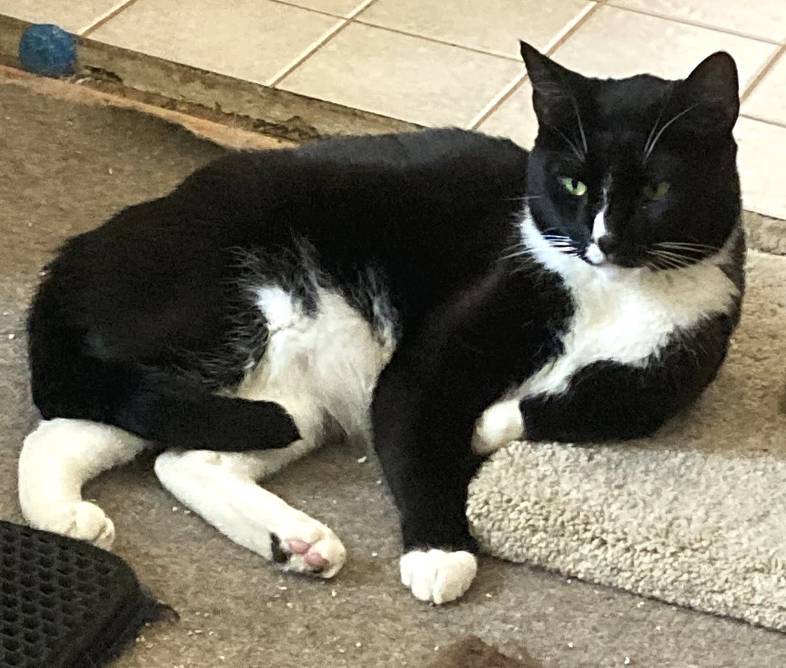 Blaze - Tuxedo