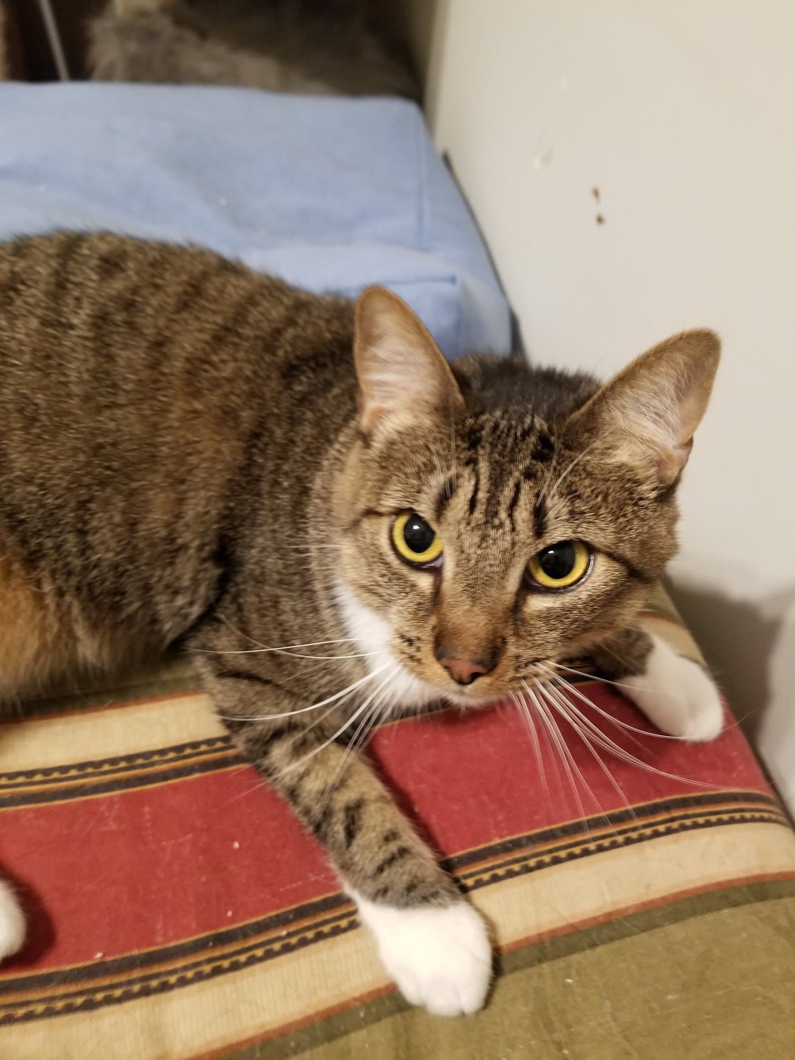Stevie - Tabby