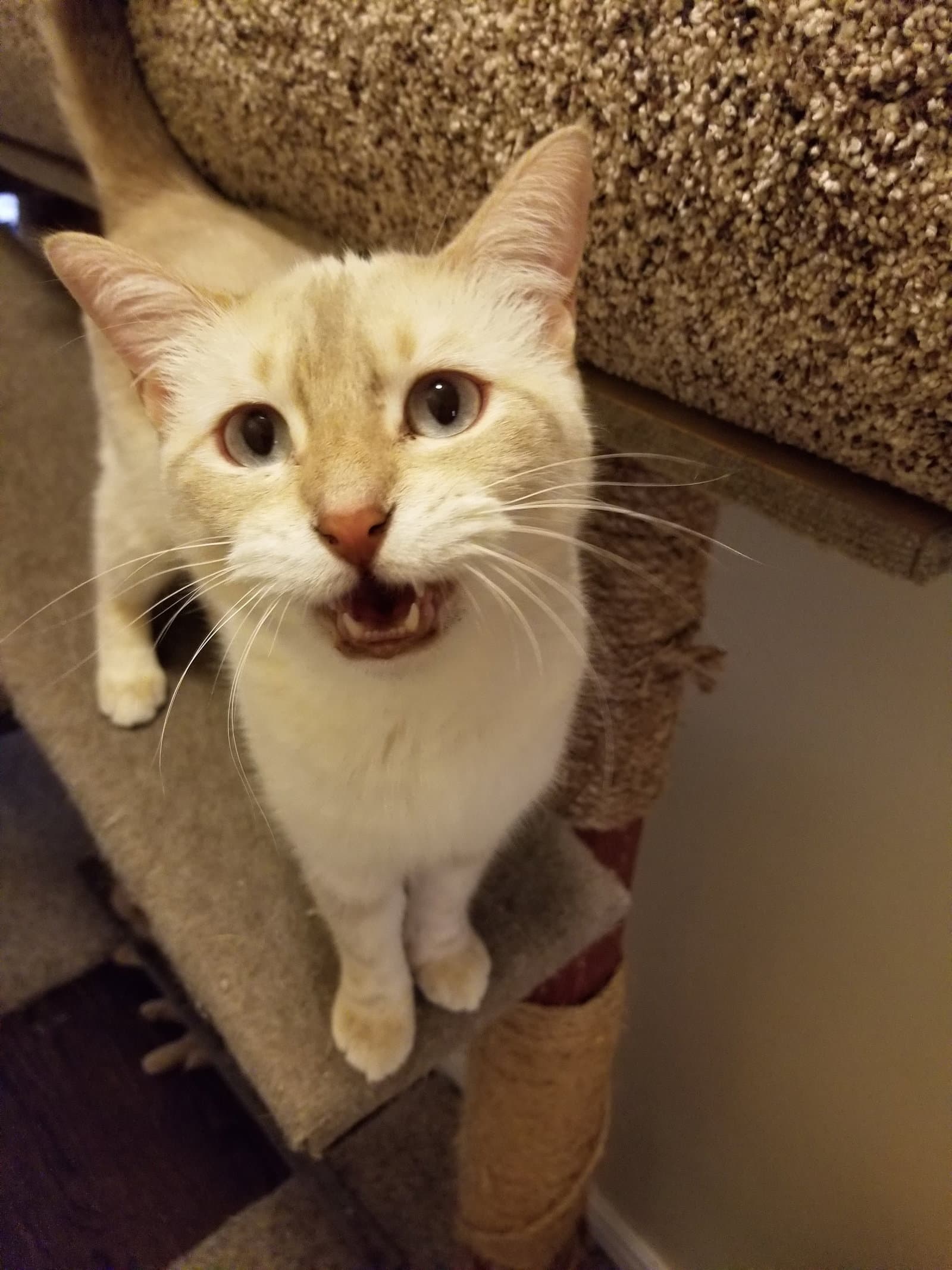 Josie Is Your Pussy Cat - Calico