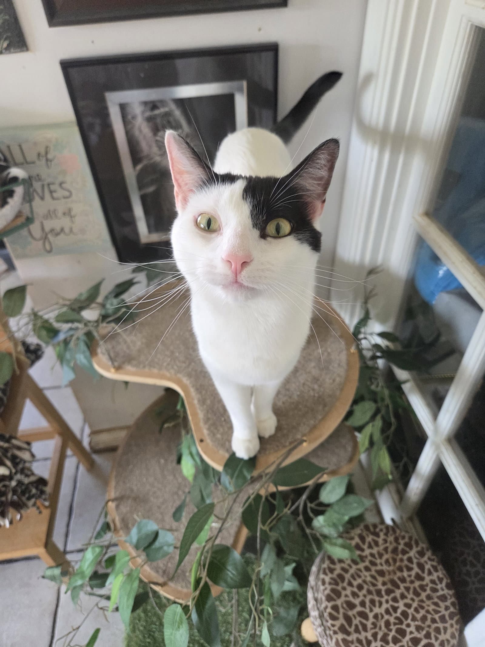 Darla - Turkish Van