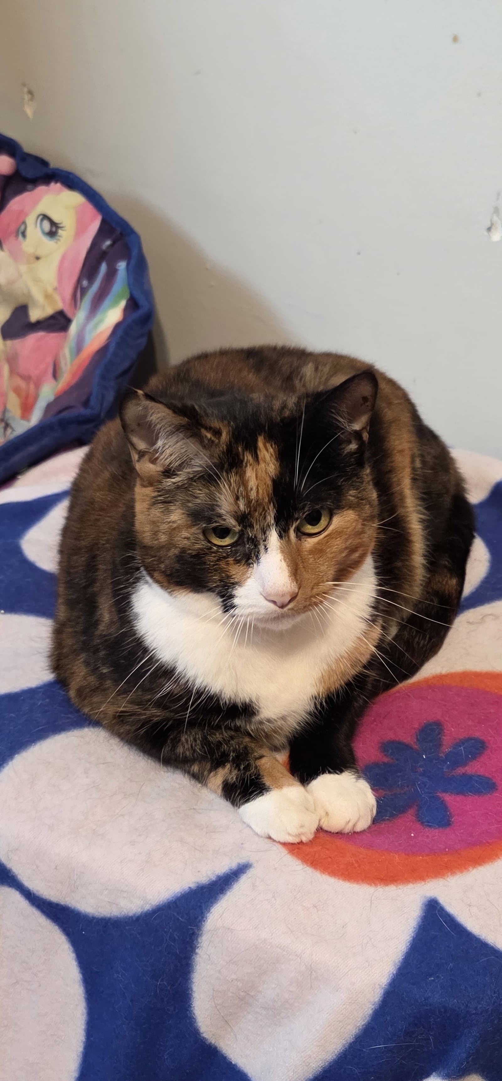 Isabella - Snowshoe