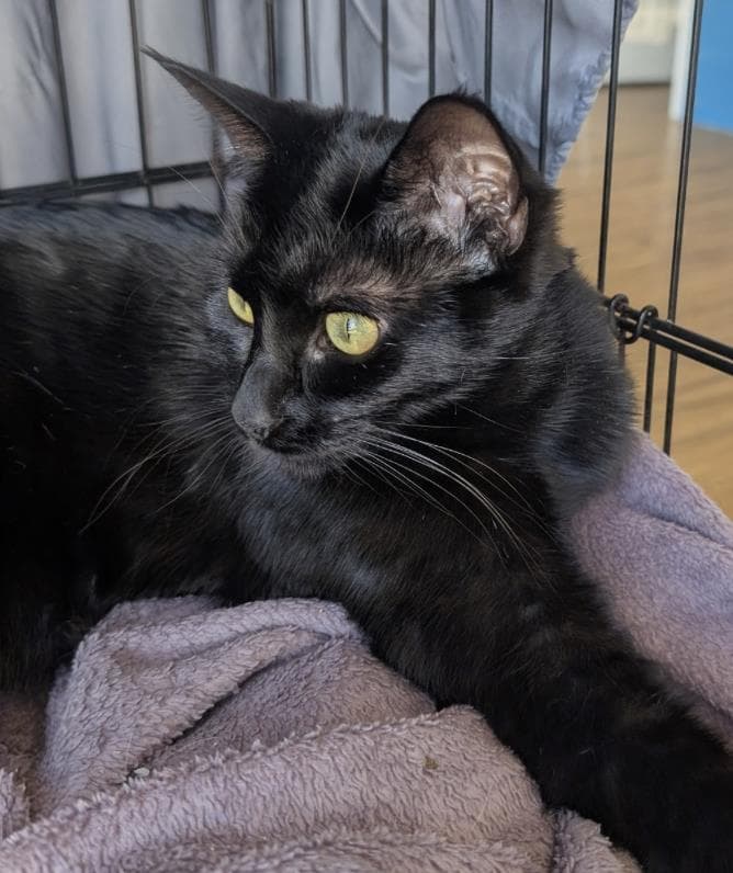 Pomodoro - Domestic Short Hair