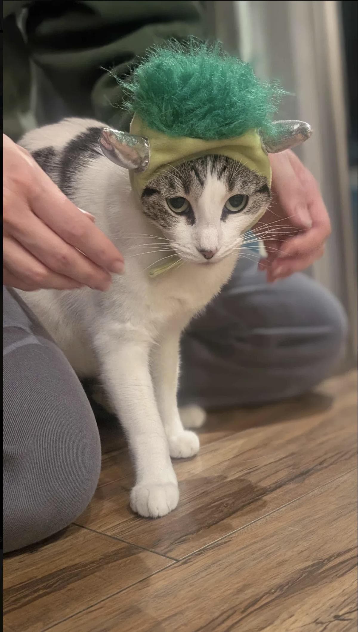 Buttered Popcorn - Domestic Short Hair