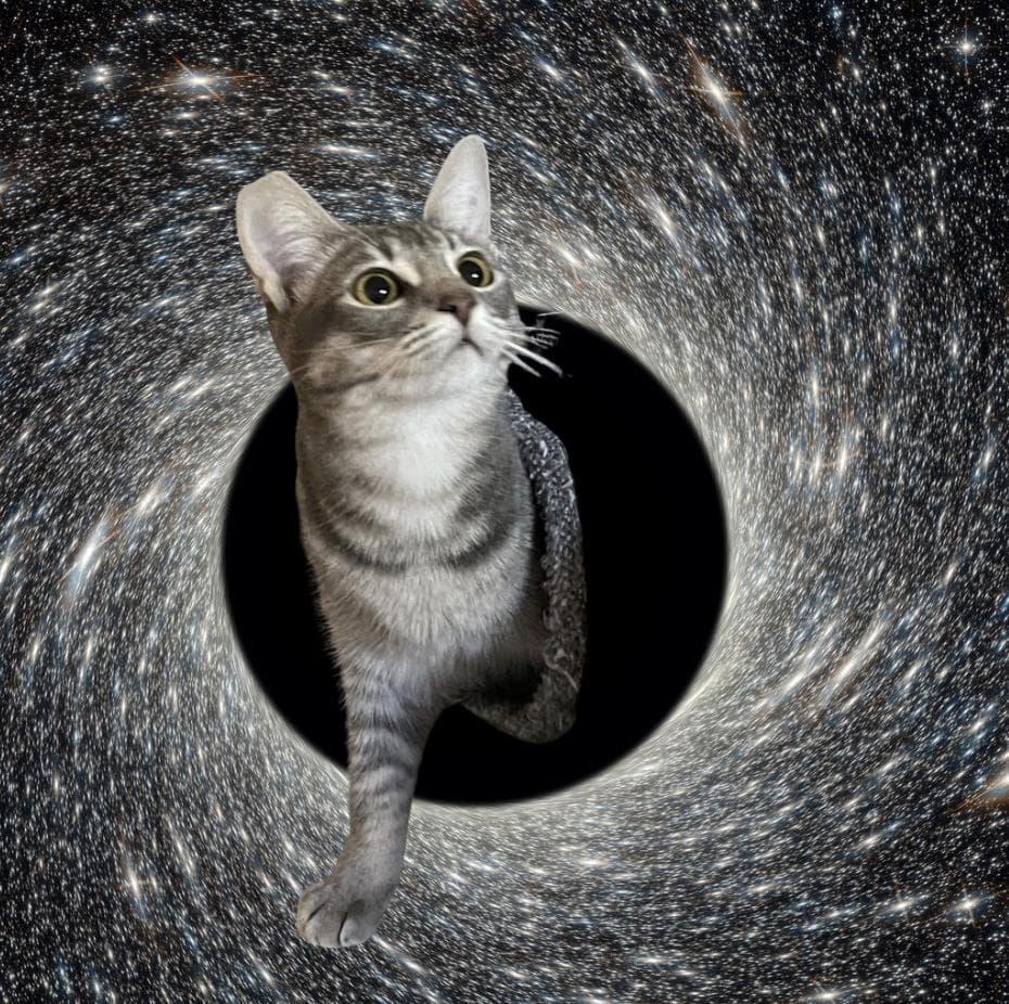 Silvara - Abyssinian