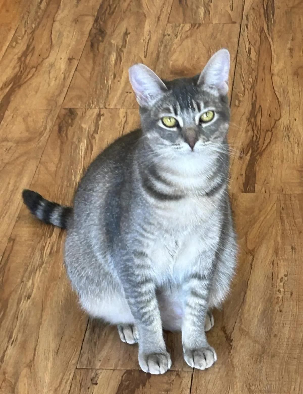 Silvara - Abyssinian