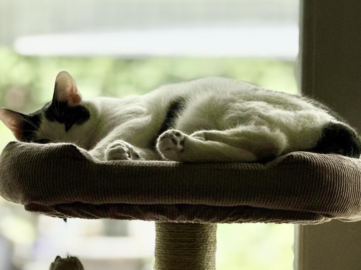 Franklin - Domestic Medium Hair