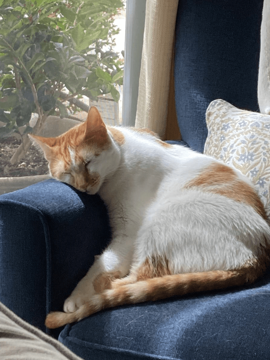 April Aka Walnut - Domestic Short Hair