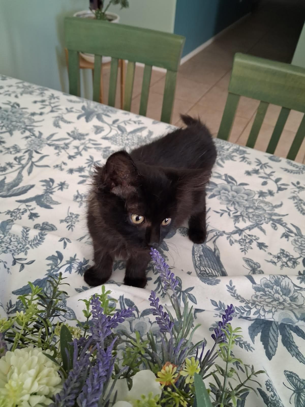 Fawn - Domestic Long Hair