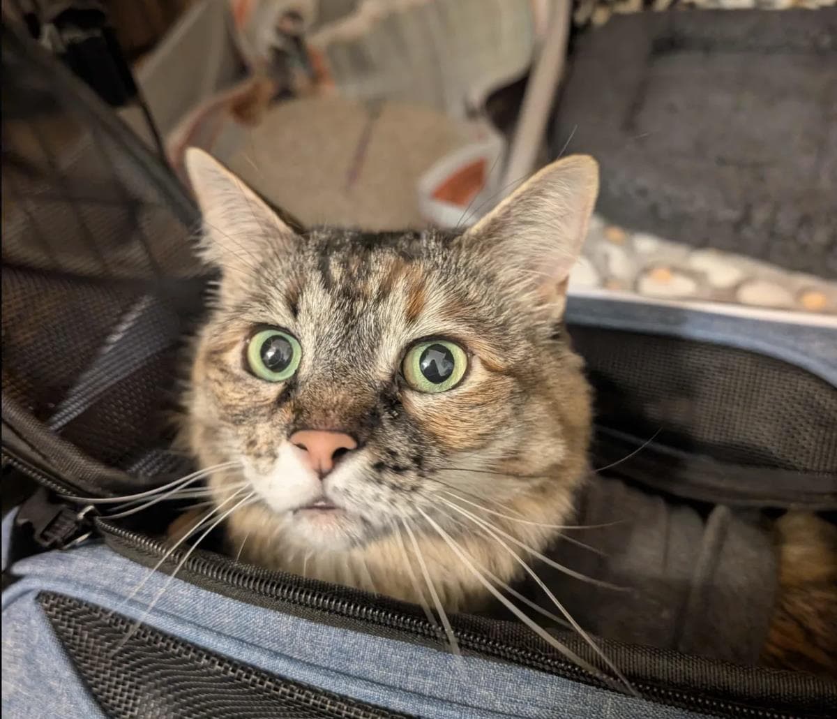 Pickles Fka Ashley - Maine Coon